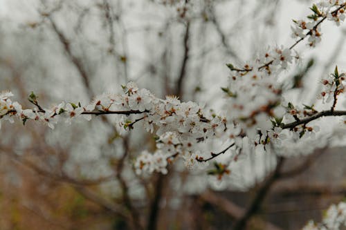 Photograph of White Cherry Blossoms