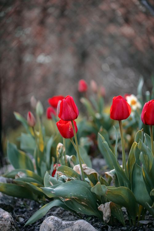 Free Vibrant red tulips in full bloom surrounded by lush green foliage, capturing the essence of spring. Stock Photo