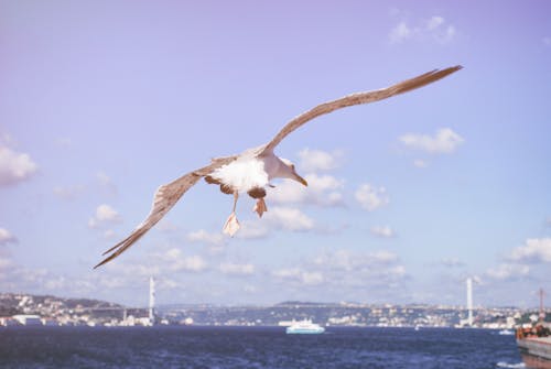 Free stock photo of bosphorus, istanbul, seagull