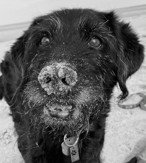 Free stock photo of dog face, labradoodle