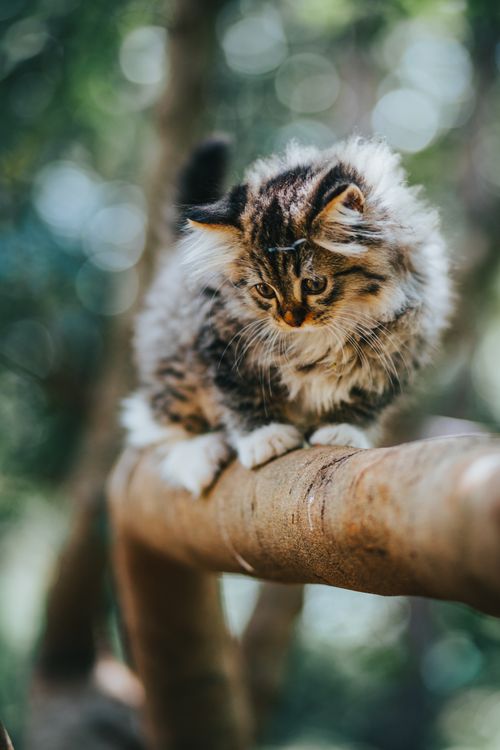 Free Full body of adorable fluffy kitten sitting on tree branch against blurred background Stock Photo