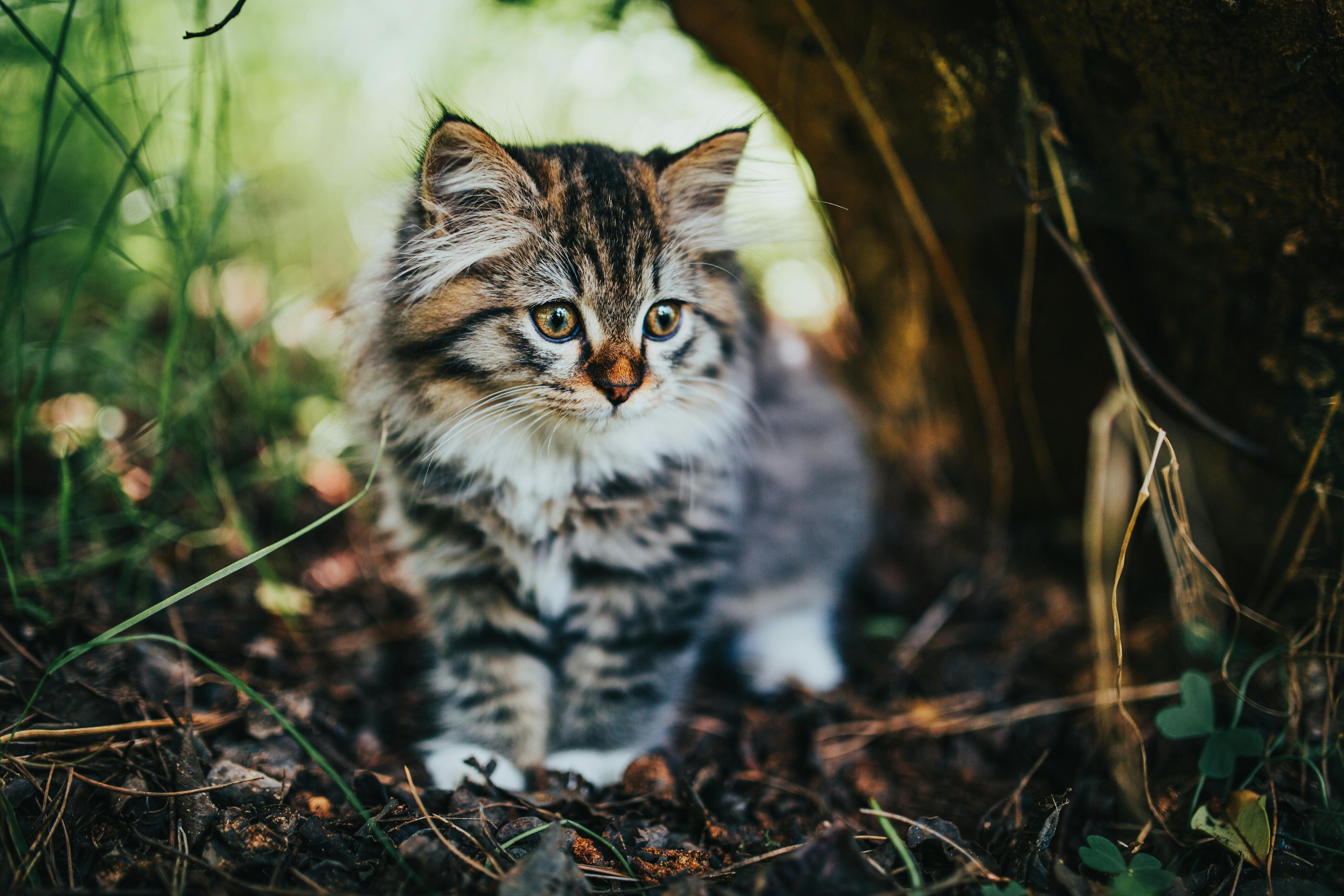 Meow hi-res stock photography and images - Alamy