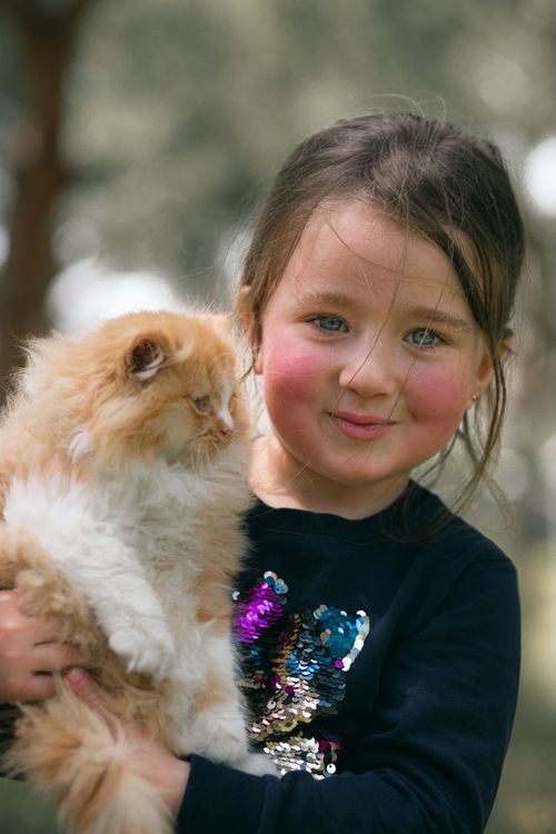 Free Content adorable little girl with fluffy red kitten looking at camera on blurred background Stock Photo