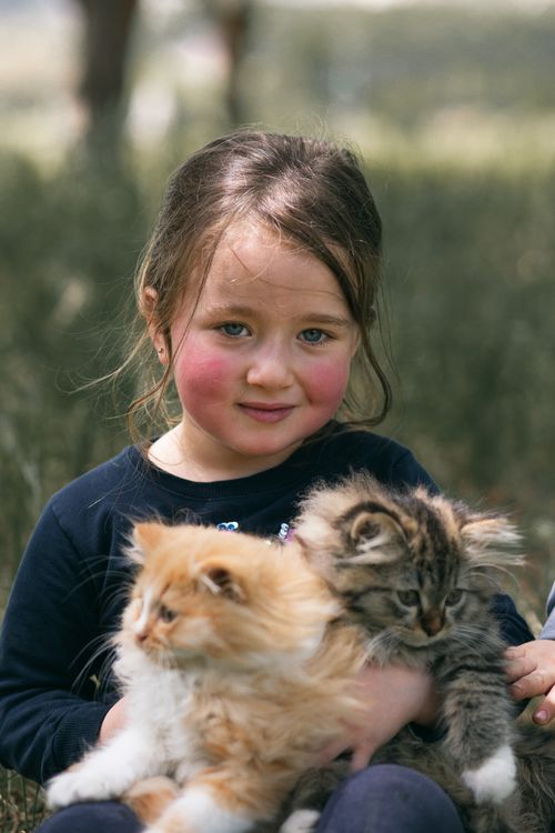 Free Cute little girl hugging fluffy red and tabby kittens and looking at camera Stock Photo