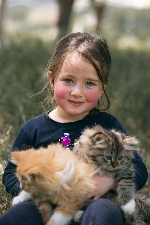 Free Preschool with brown hair sitting on ground and looking at camera while spending time in countryside with cute kitties Stock Photo