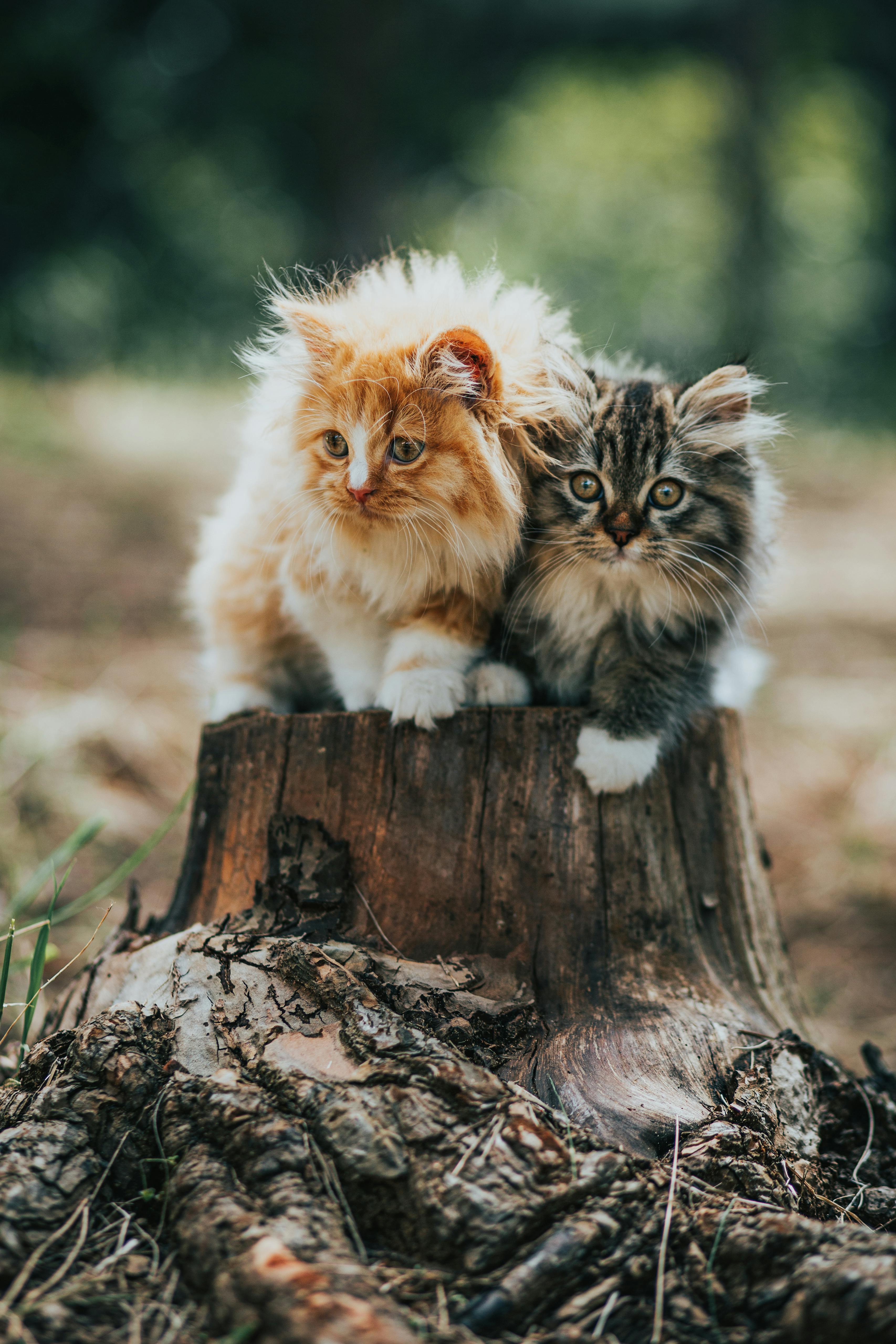 Stump in nature