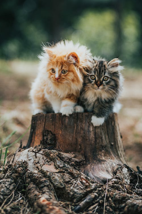 Free Red and tabby kittens looking away on stump Stock Photo