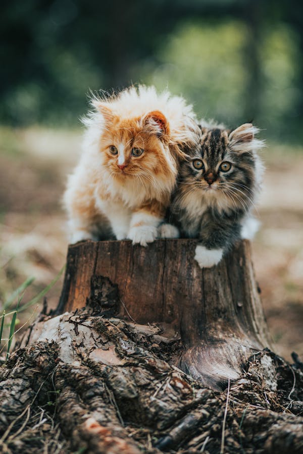 Red and tabby kittens looking away on stump