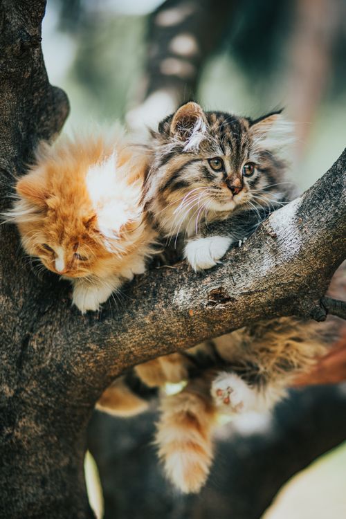 Free Cute domestic kittens with red and tabby fur sitting on branch in forest on blurred background Stock Photo