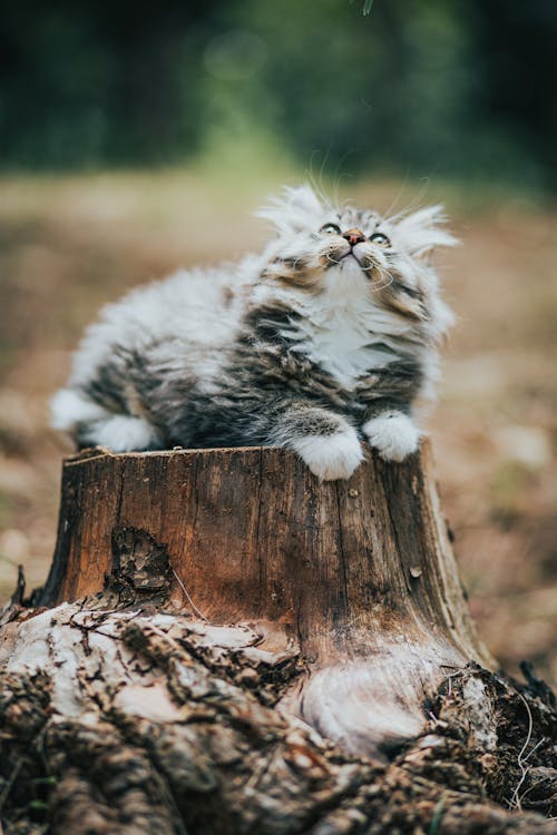 Adorable gray and white kitty looking up on stump