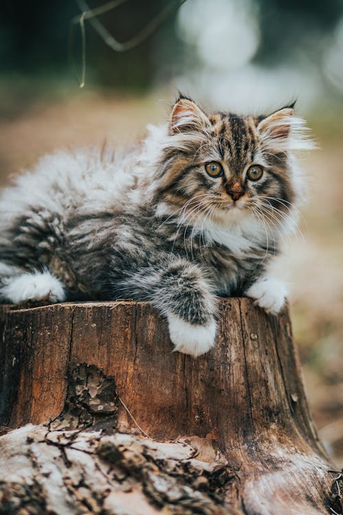 Cute fluffy kitten lying on stump
