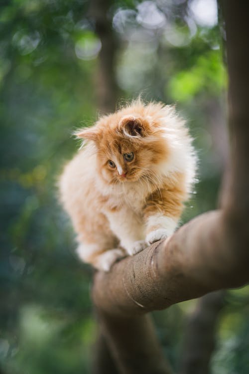 Adorable red and white kitten looking dawn with interest while standing on tree twig in selective focus