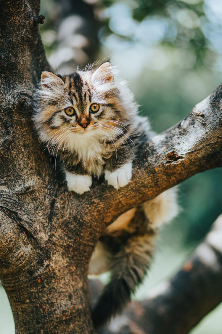 Furry Cat Climbing A Tree