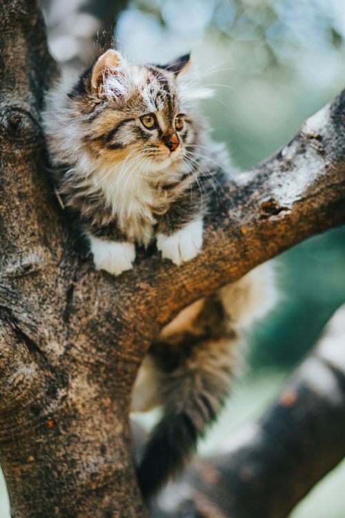 Free Adorable fluffy kitten sitting on a tree branch, enjoying a sunny day outdoors. Stock Photo