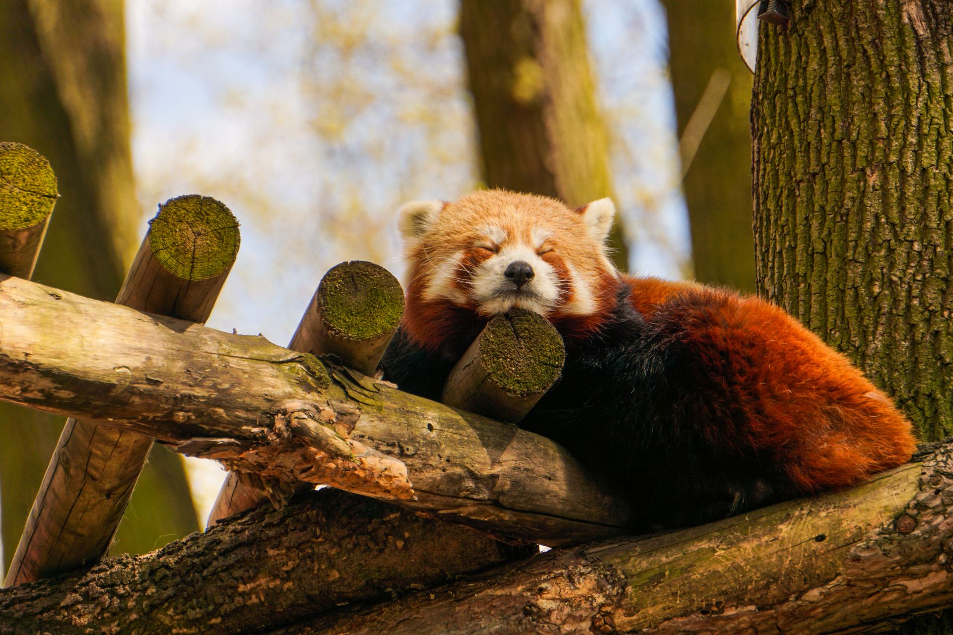 A peaceful red panda sleeping on tree branches in a forest setting, capturing nature's tranquility.