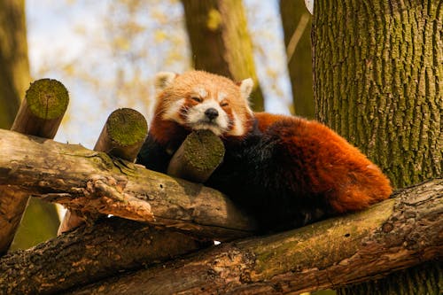 Photo of Red Panda Sleeping on Tree Branch · Free Stock Photo