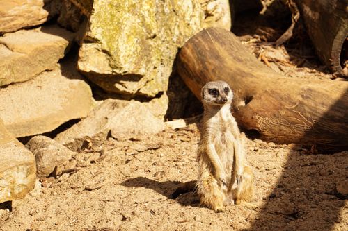 Free A meerkat stands alert on sandy ground, surrounded by rocks and logs, in a sunlit environment. Stock Photo