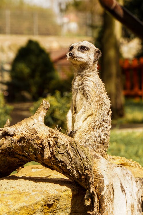 
A Close-Up Shot of a Meerkat