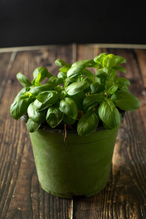 Free Green Plant in Brown Clay Pot Stock Photo