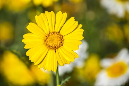 Free Close Up Photo of a Yellow Flower i Stock Photo
