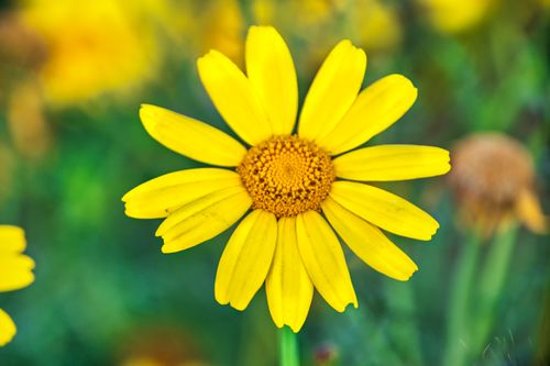 Free A vibrant close-up of a yellow daisy in full bloom, capturing its intricate details and sunny petals. Stock Photo
