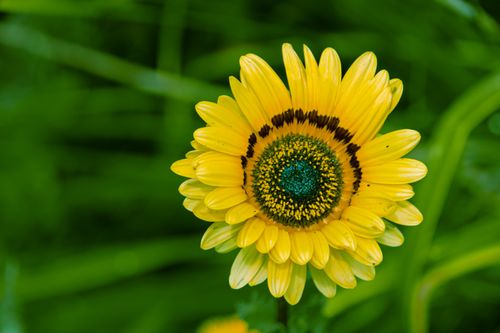 Free Detailed image of a yellow sunflower surrounded by lush greenery, captured in Düsseldorf. Stock Photo