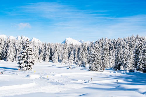 Kostenloses Stock Foto zu bäume, blau, himmel