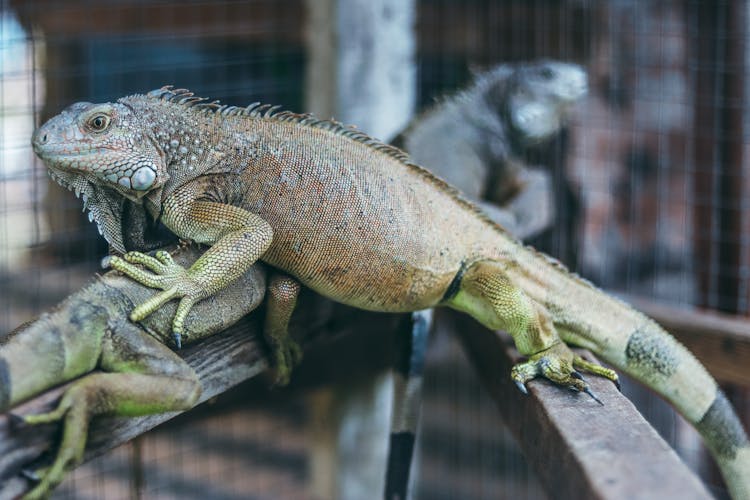 Iguanas Perched On The Wood