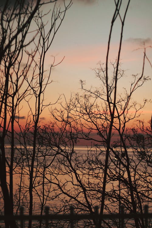 

A Silhouette of Trees during the Golden Hour