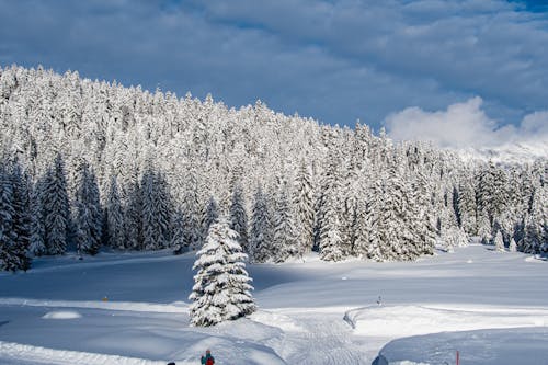 Kostenloses Stock Foto zu bäume, draußen, einfrieren