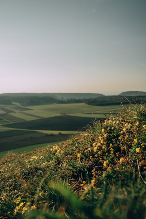 Foto profissional grátis de agricultura, área, beleza