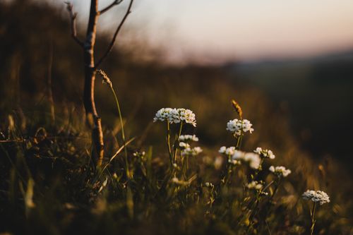 Free Captivating close-up of white wildflowers blooming in a tranquil sunset setting. Stock Photo
