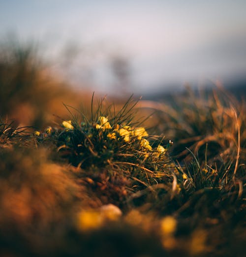 Close-Up Photo of Grass and Yellow Flowers