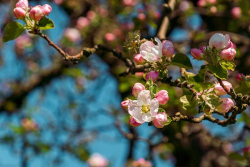 Kostenloses Stock Foto zu ast, baum, blumen