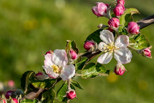 Základová fotografie zdarma na téma detail, flóra, jabloň