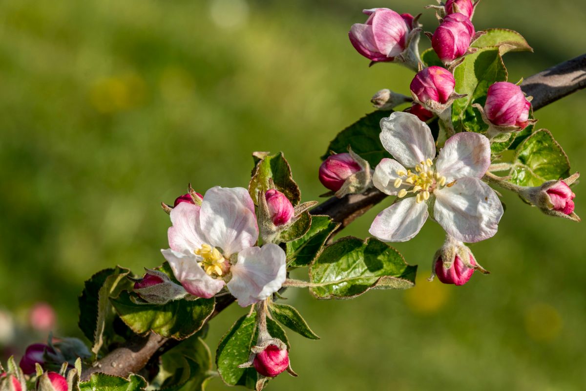 Pollinisation des fruitiers : pourquoi ça échoue - La météo au moment de la floraison : un facteur souvent décisif
