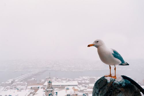 Free A seagull perched with a snowy Istanbul cityscape in the background, capturing winter's serene beauty. Stock Photo