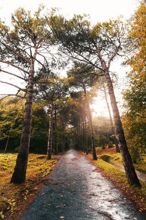 Free Sunset view of a tranquil forest pathway in Istanbul, showcasing tall trees and a wet paved path. Stock Photo