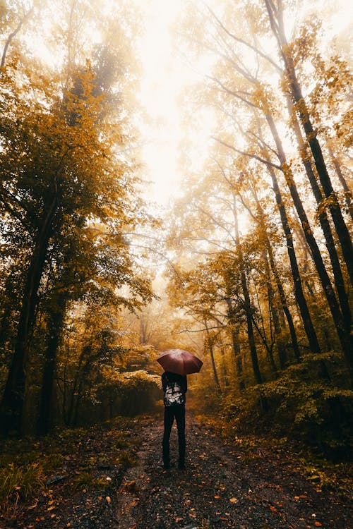 Free A Person Holding an Umbrella Standing in the Forest Stock Photo