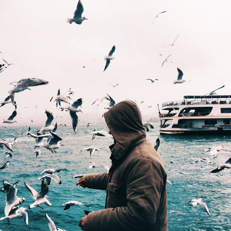 Person Feeding Flying Seagulls