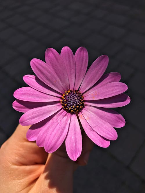 Free Hand Holding Pink Flower Stock Photo