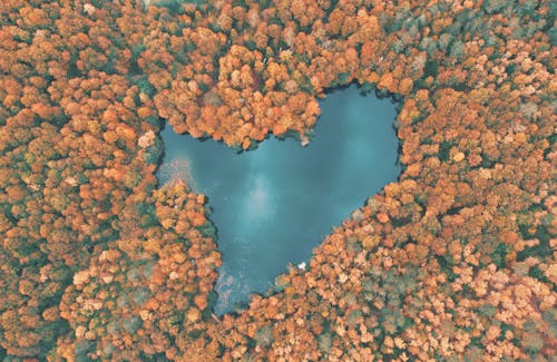 Free Body of Water in the Middle of the Forest Stock Photo