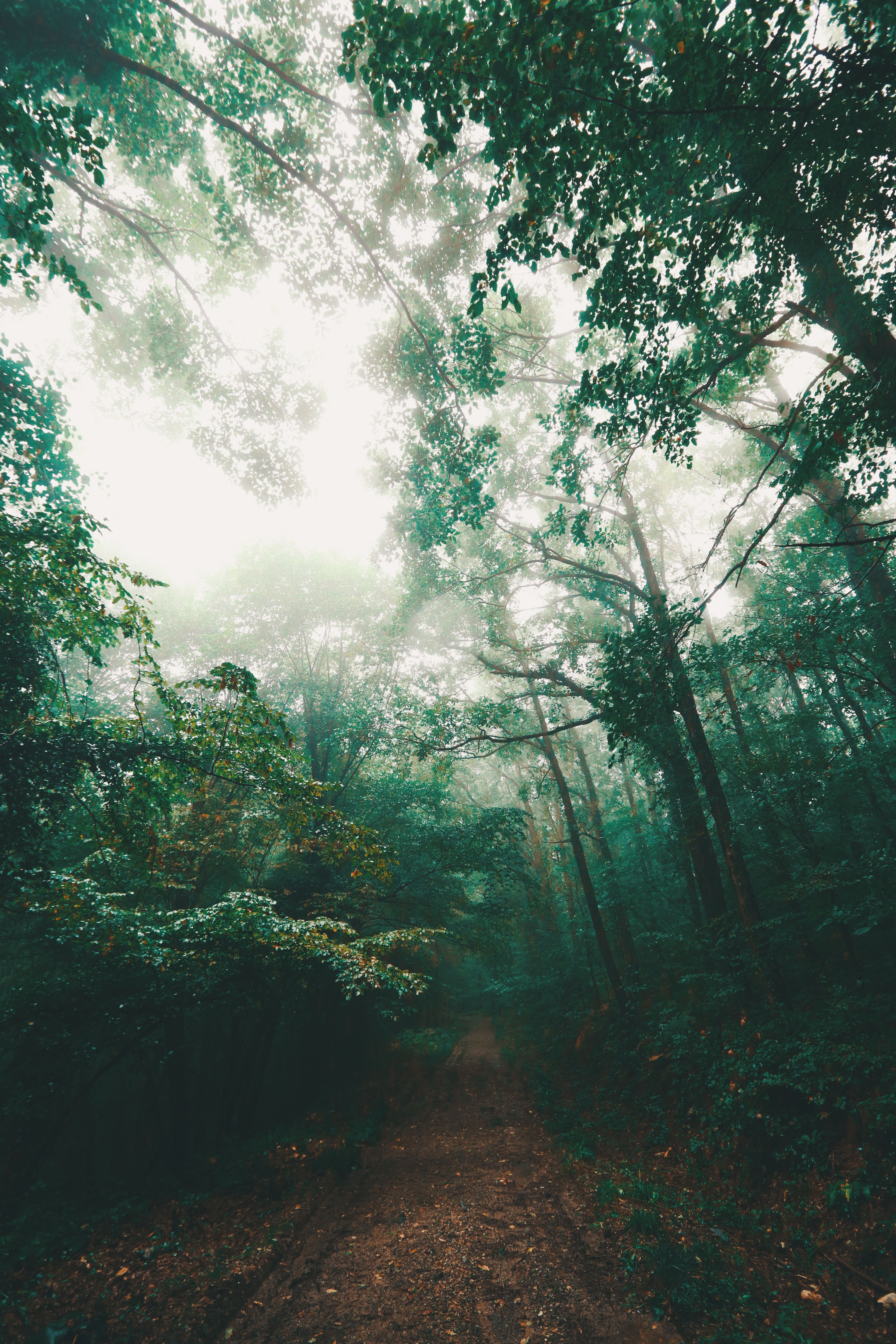 A Low Angle Shot of Green Trees in the Forest · Free Stock Photo