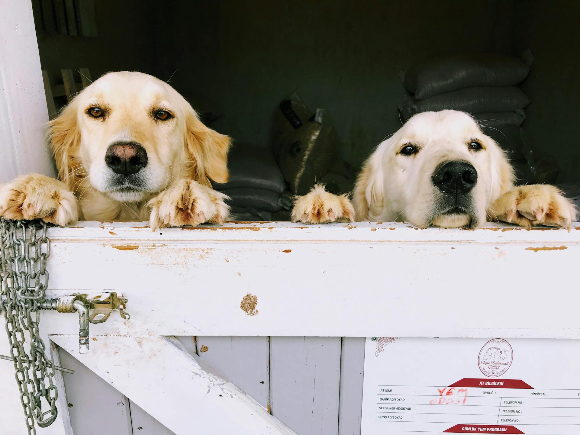 Two Dogs Behind a Gate