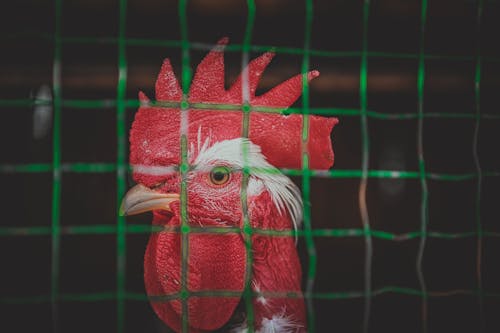 Close Up Photo of a Rooster in a Cage