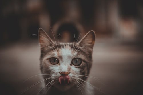 Безкоштовне стокове фото на тему «боке, кицька, кішка»
