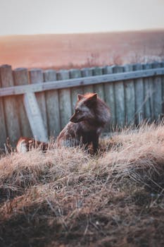A silver fox stands in tall dry grass near a wooden fence during sunrise, showcasing wildlife in its natural habitat.