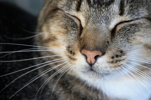 Fotografía En Primer Plano De Un Gato Durmiendo