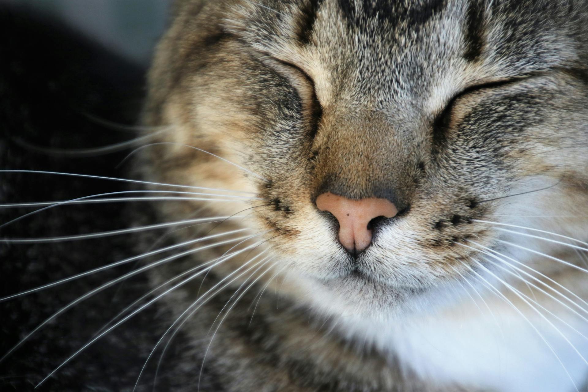 Close-Up Photography of a Cat Sleeping