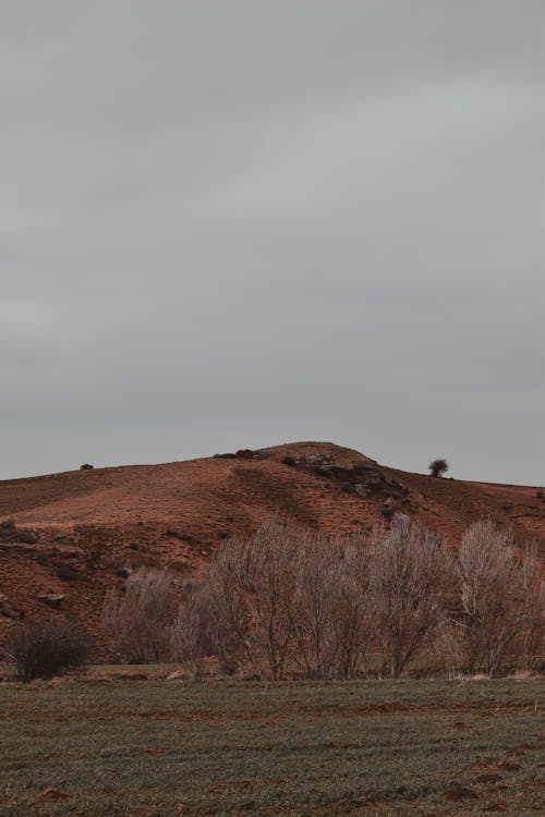 Foto profissional grátis de árvores sem folhas, colina, declínio